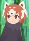 Lesser Panda