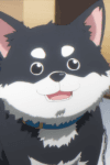Maro Mayu no Shiba Inu